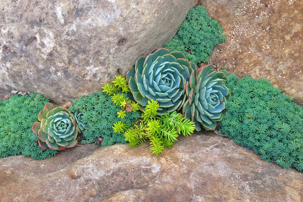 SucculentCrack_Scribner.jpg