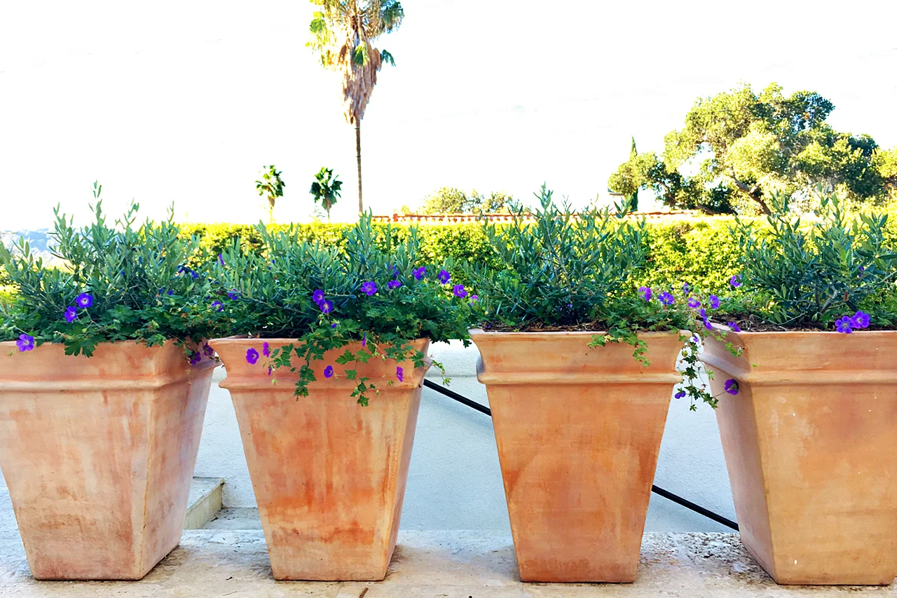 Tuscan_Planters_Little_Ollie.jpg