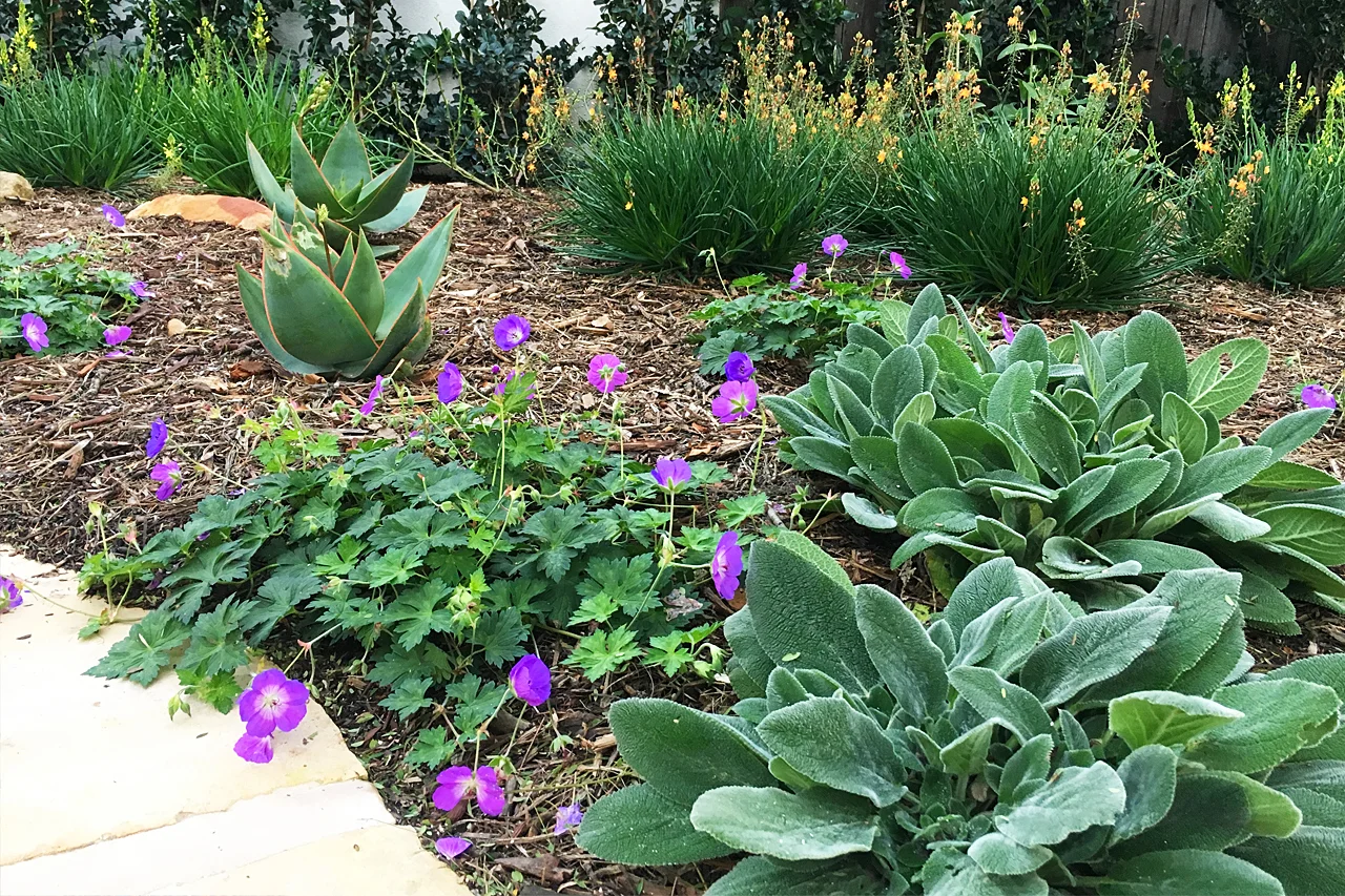 Colorful_Drought_Tolerant_Garden.jpg
