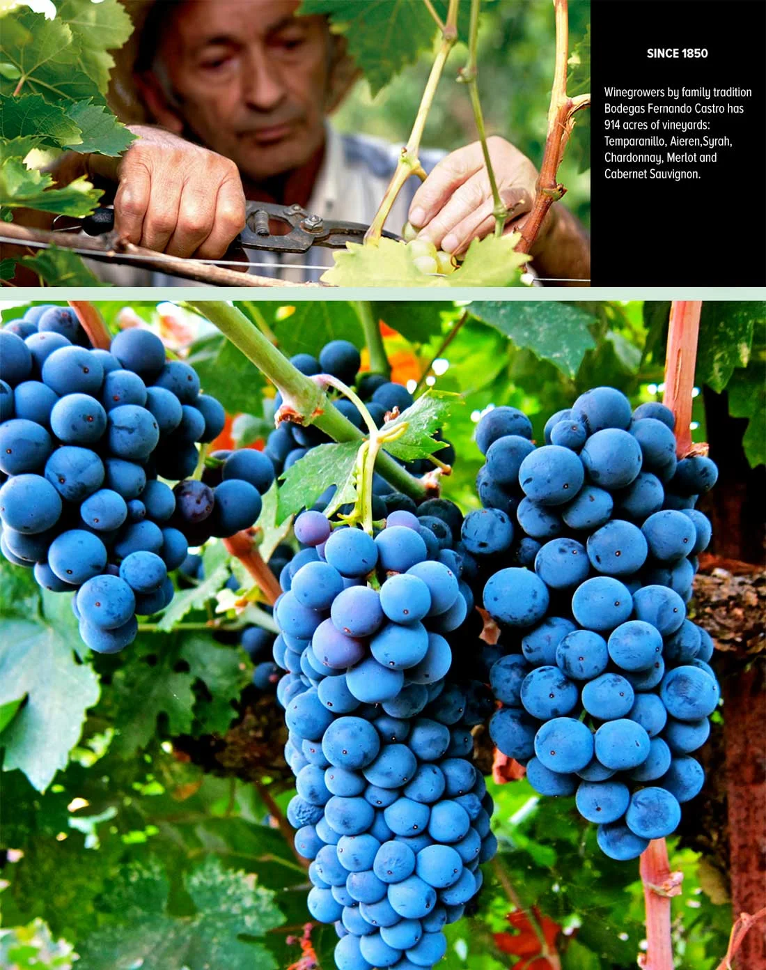 MERLOT GRAPES PRODUCED BY BODEGA FERNAND CASTRO