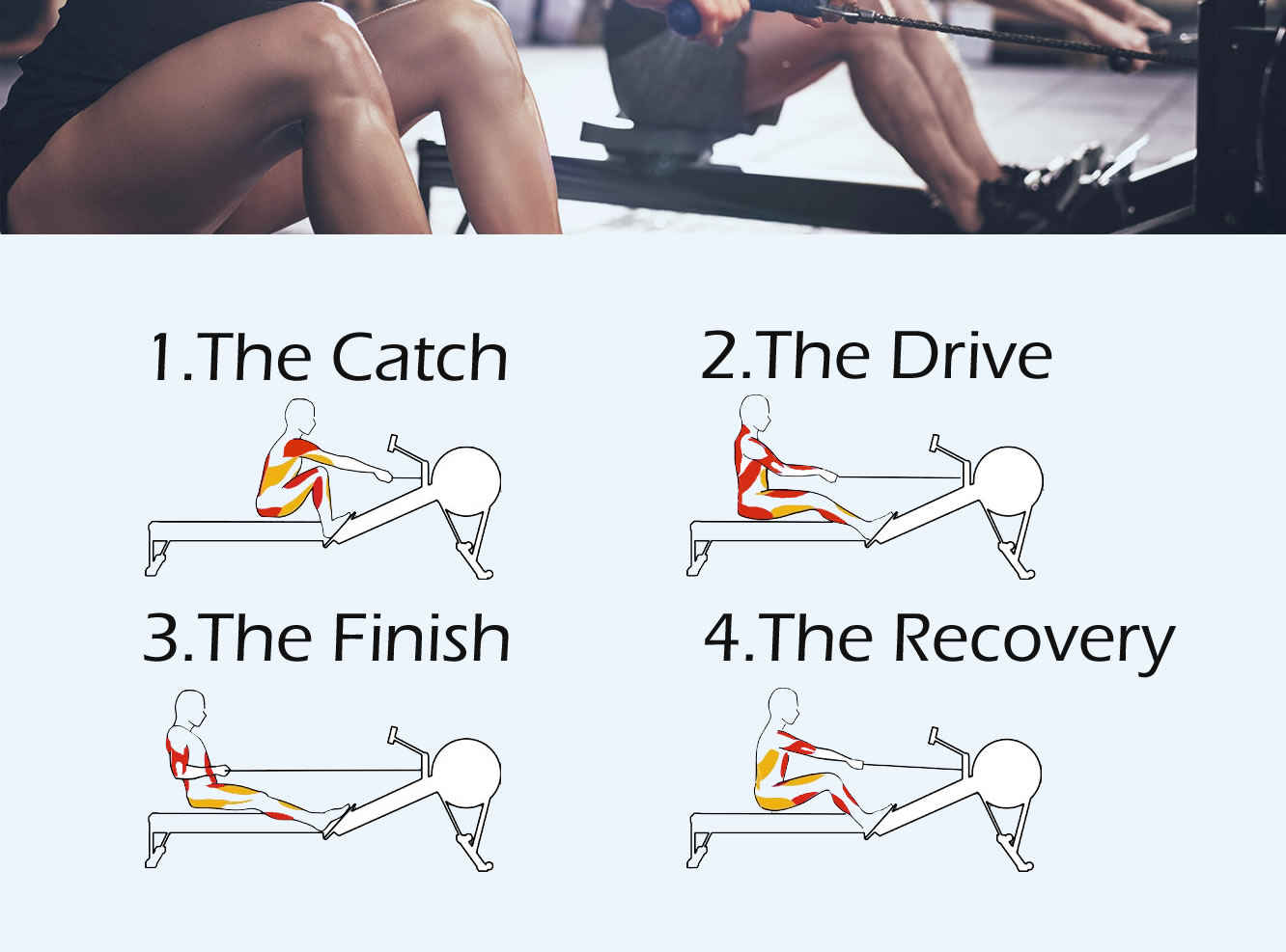 Rowing 4 Step  Sequence  And Effected Muscles