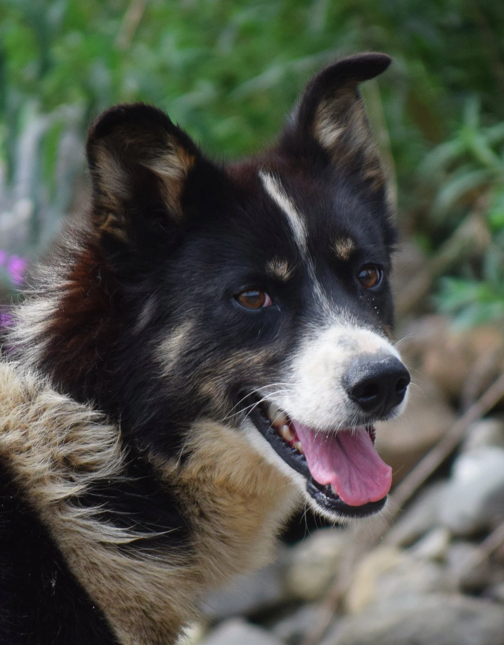 Become a Dog Fan