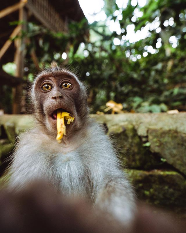 The Balinese Long tail monkeys have some of the quirkiest personality&rsquo;s. This little guy was super stoked about the banana I gave him! 🍌