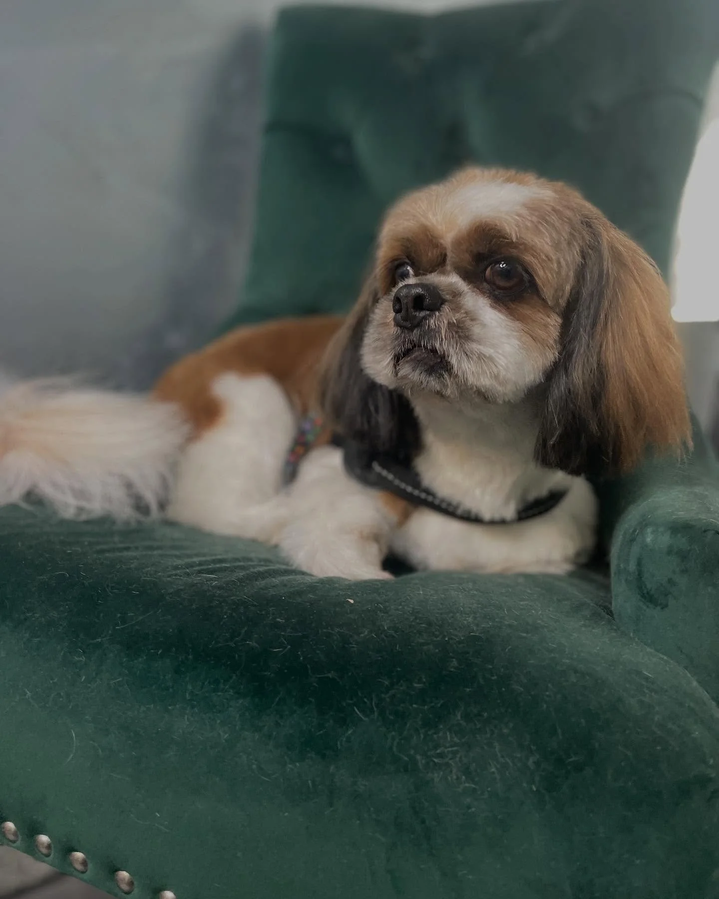 Obi ❤️
#groomeraj#salonzapsezagreb