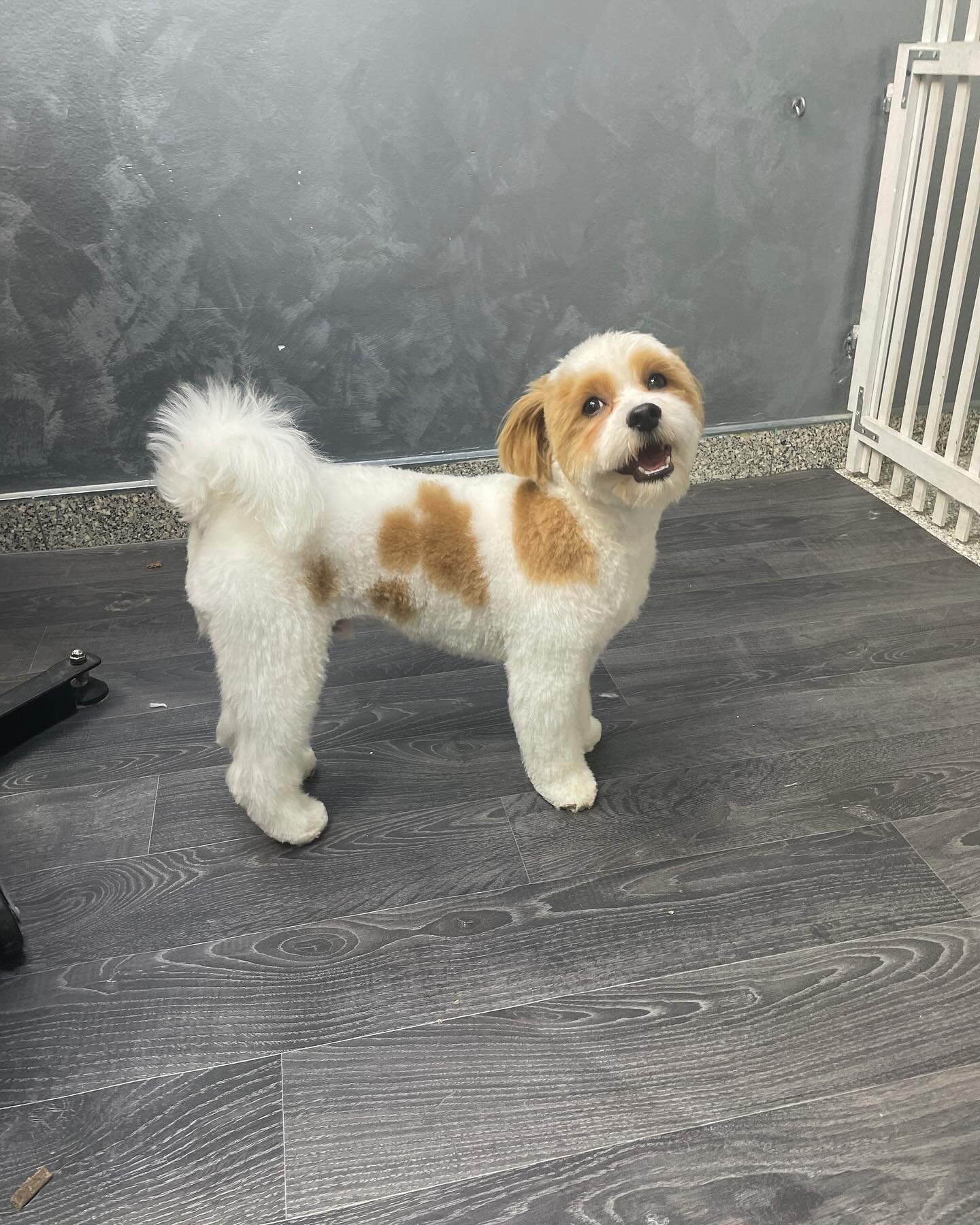 Toby❤️ 

#groomeraj#salonzapsezagreb