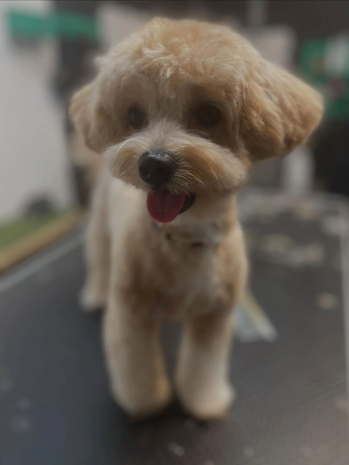Maltipoo Hugo 🥰

#groomeraj #salonzapsezagreb
