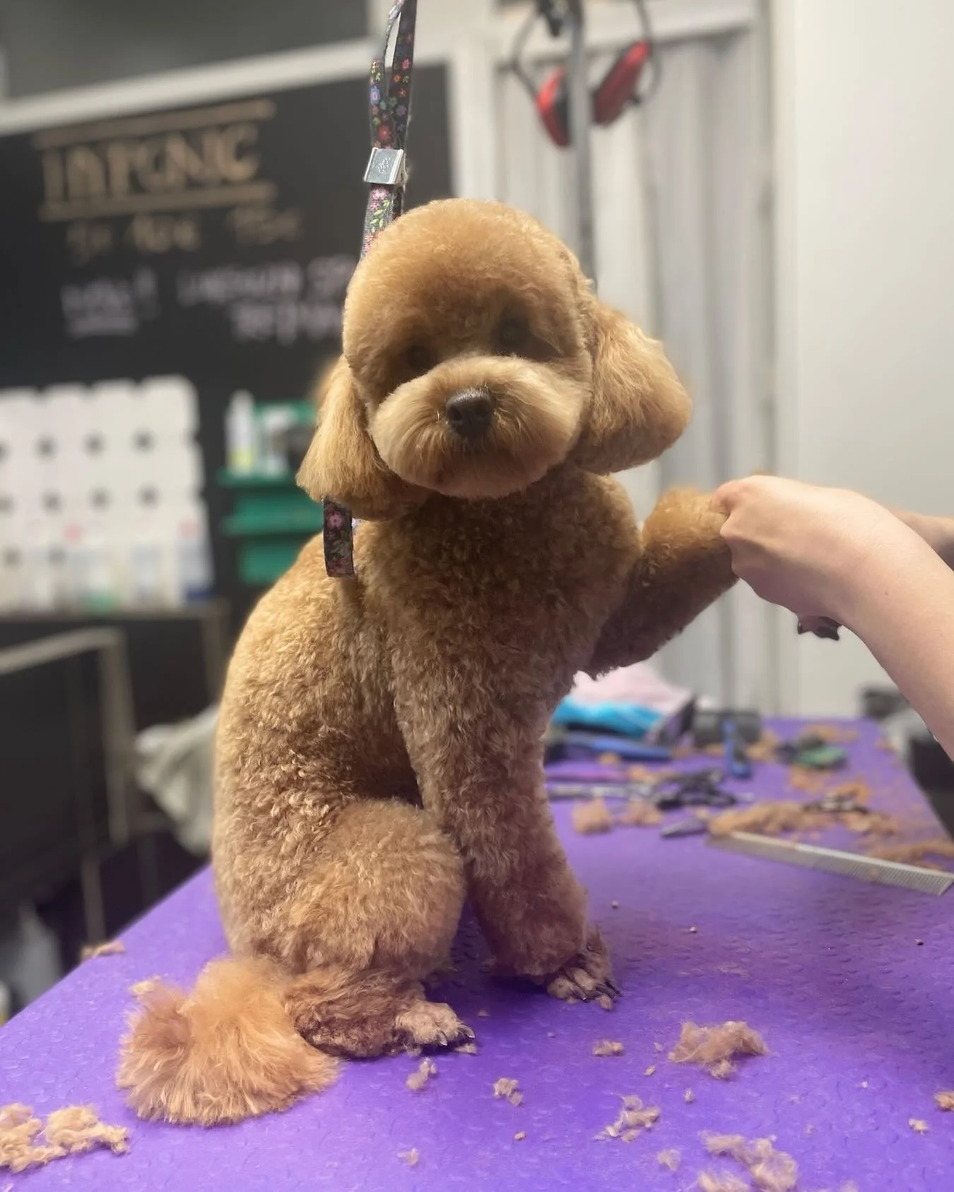 Ma&scaron;a❤️

#groomeraj #salonzapse #salonzepsezagreb #toypudel #asiangroom