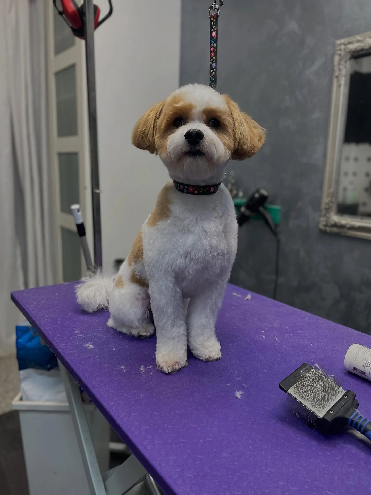 Toby❤️

#groomeraj #salonzapse