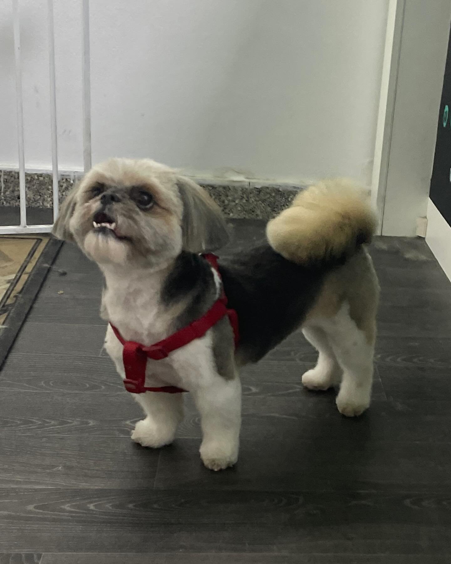 #groomeraj#salonzapsezagreb