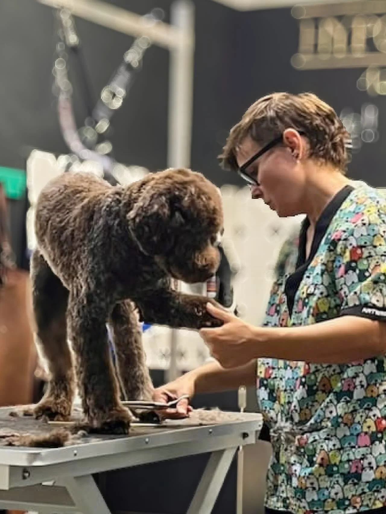 Lagotto Kin❤️

#groomeraj #salonzapse