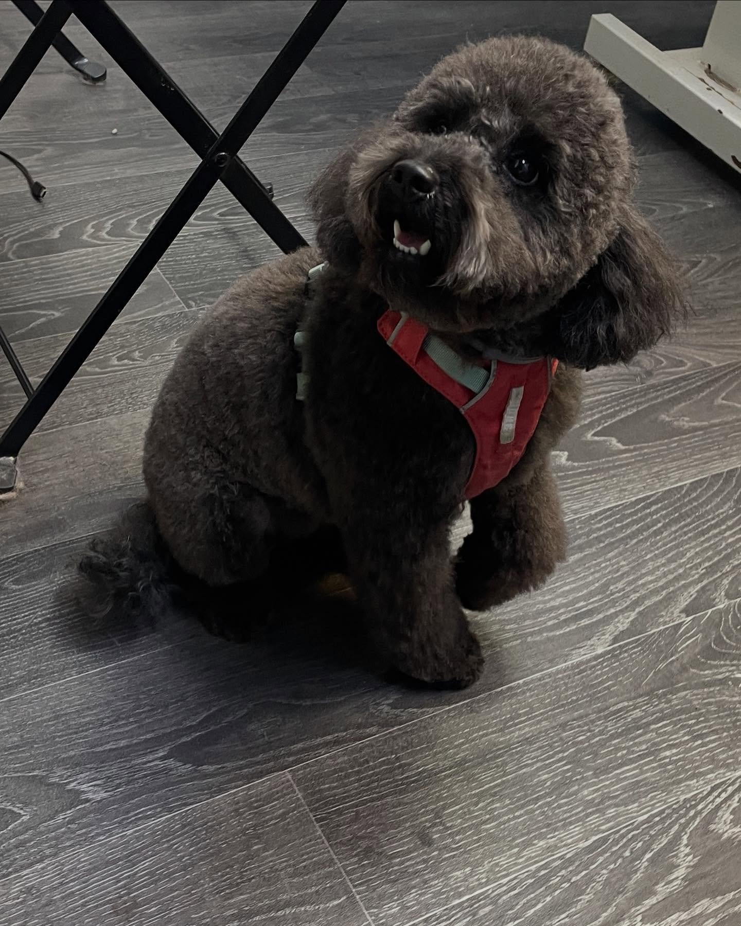 Missy 💕

#groomeraj #salonzapse #salonzapsezagreb #salonzapsenovizagreb  #pudle #grooming #groomingzagreb