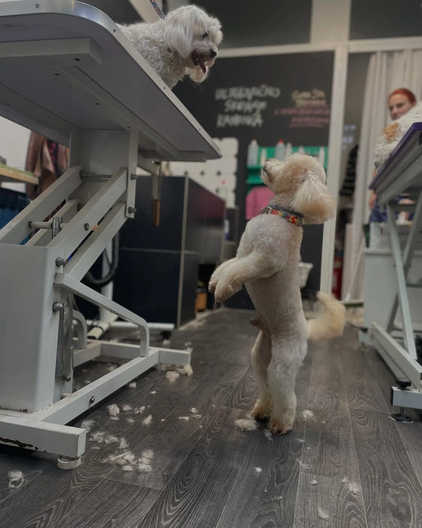 #groomeraj #ljubavjeto