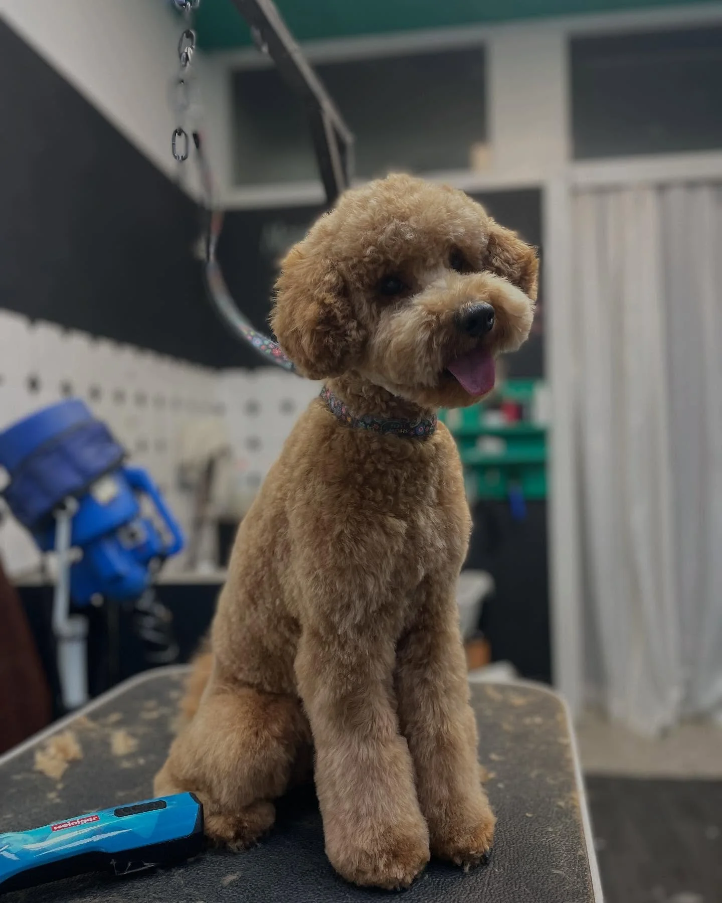 Bebac Luis❤️

#salonzapse #groomeraj #pudle #salonzapsezagreb #salonzapsenovizagreb