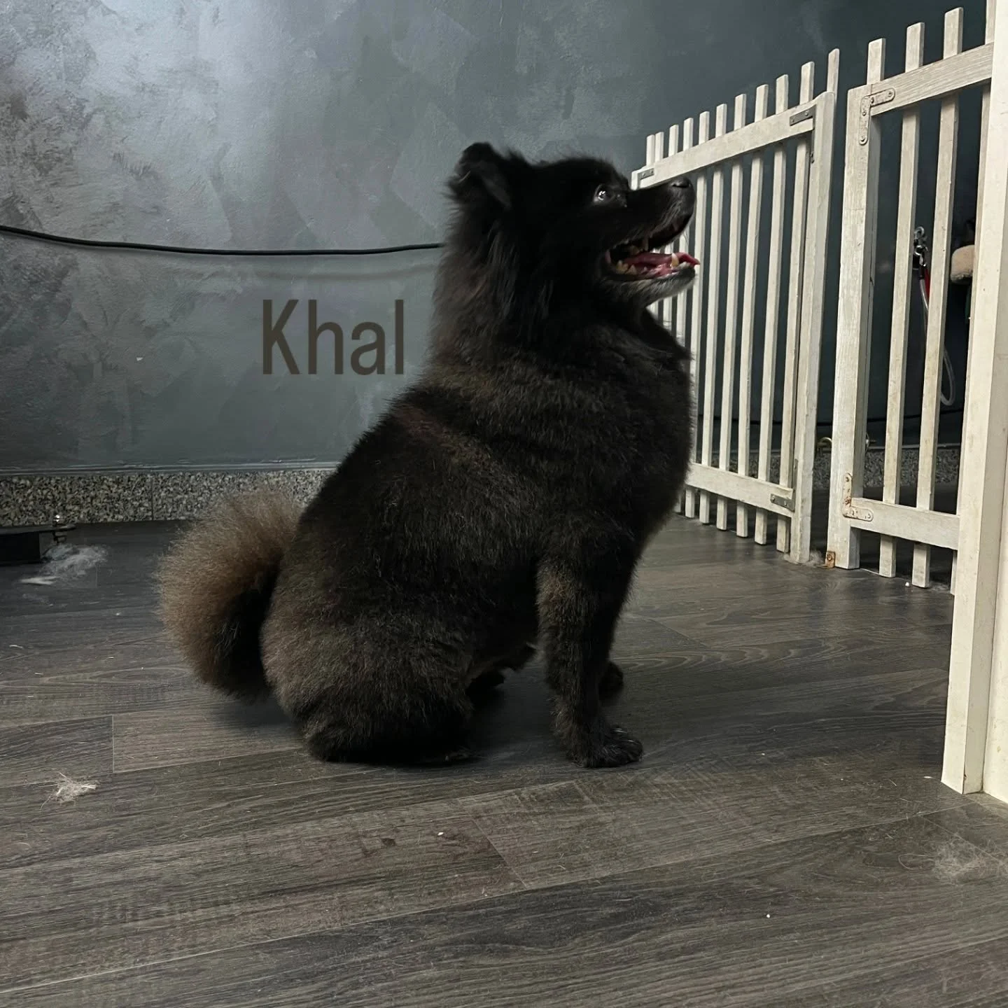 #salonzapse #salonzapsenovizagreb #sisanjepasa #pomeranian_lovers