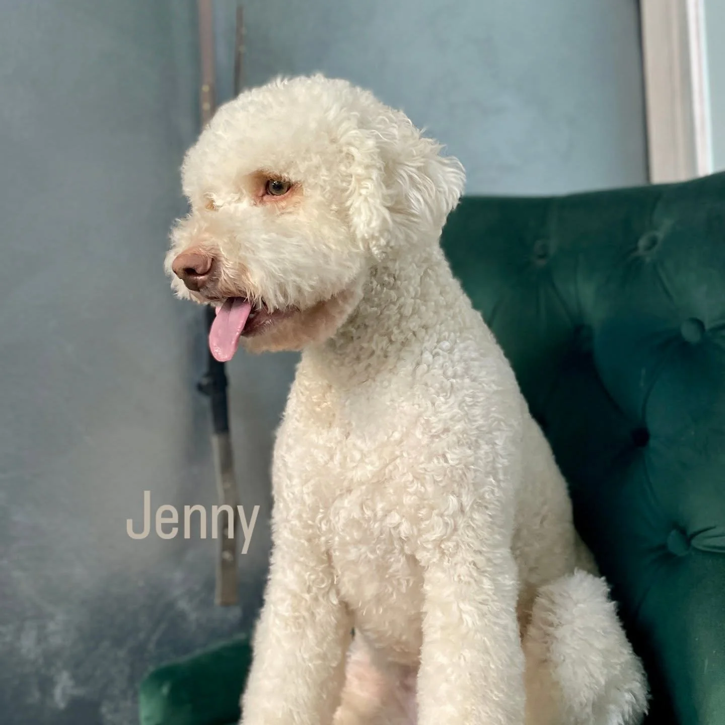 #salonzapse #lagottoromagnolo