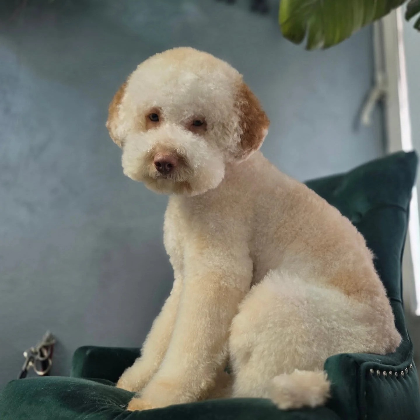 Koda❤️
#lagotto #salonzapse #sisanjepasa