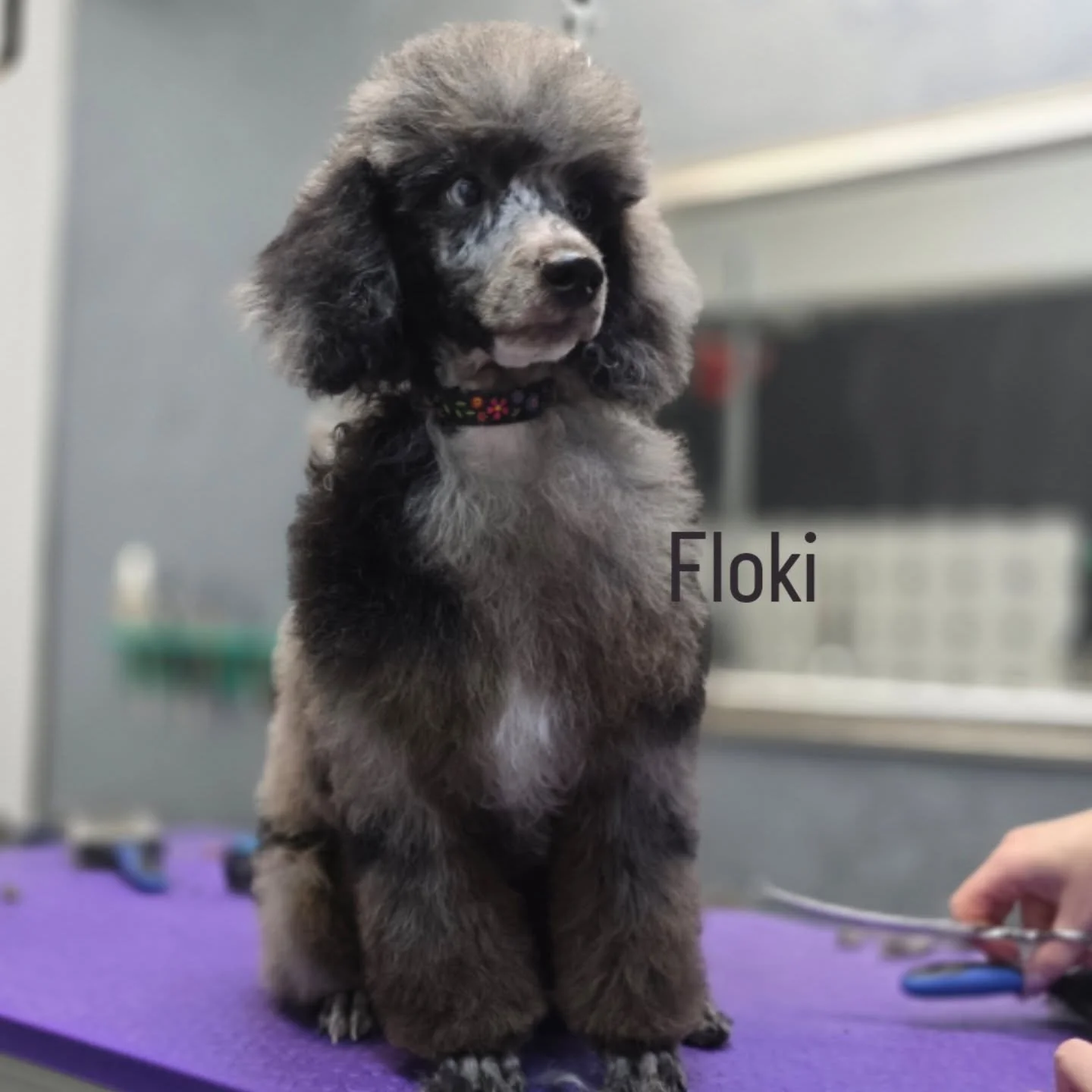 Nova bebica 🥰

#pudle #salonzapsezagreb #salonzapsenovizagreb