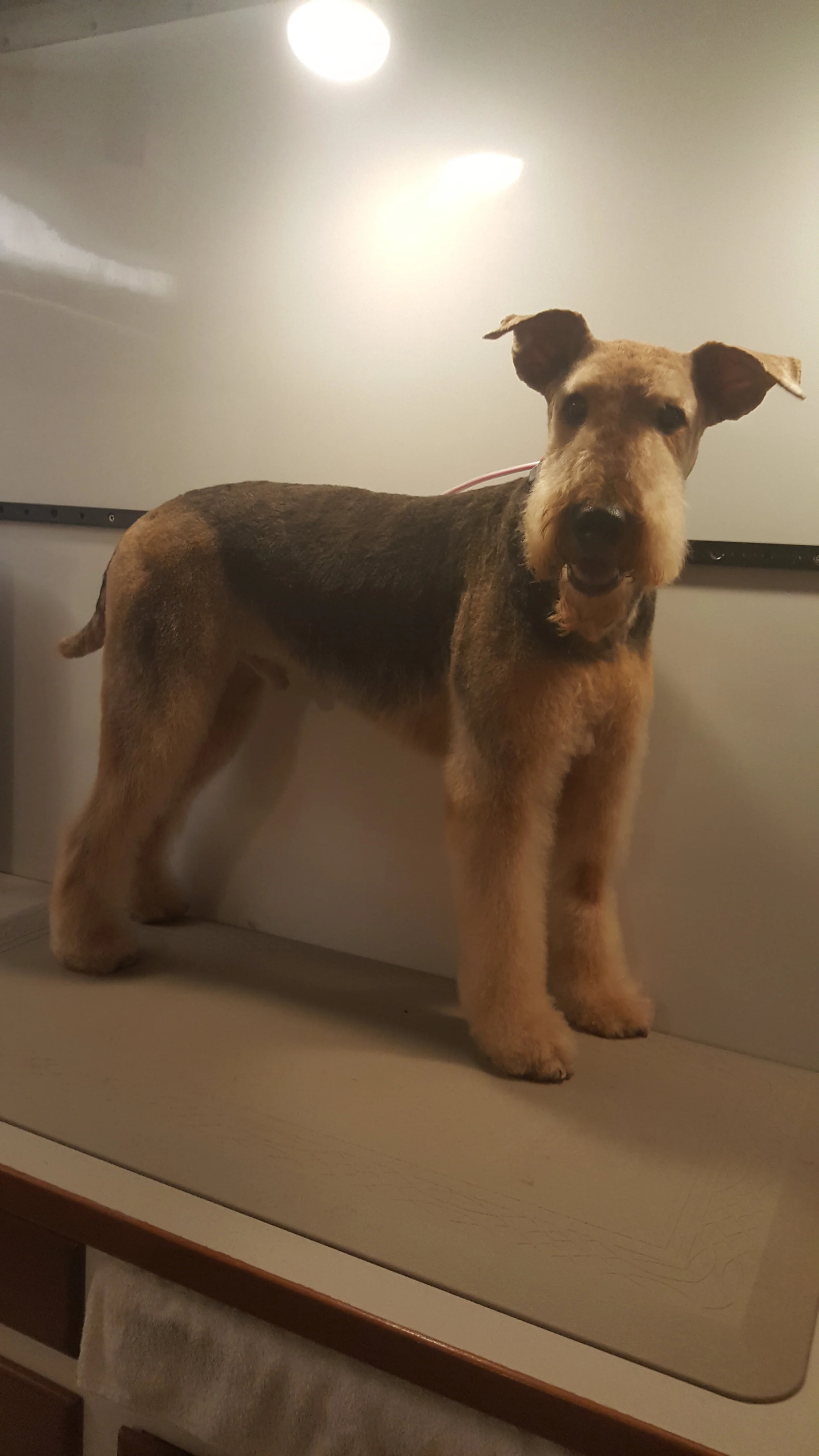 bark and brushes mobile grooming