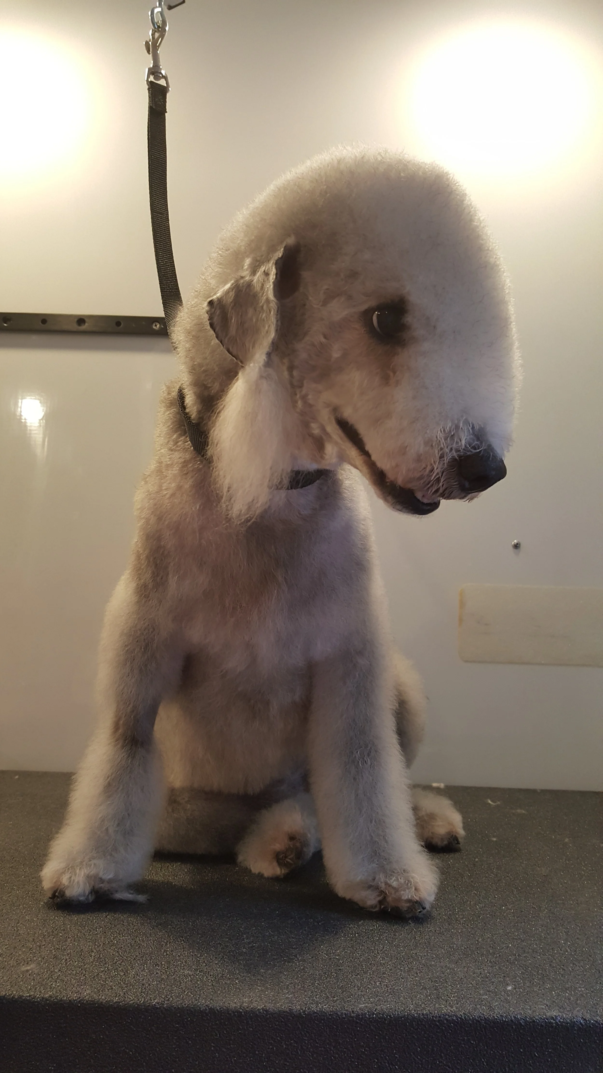 bark and brushes mobile grooming