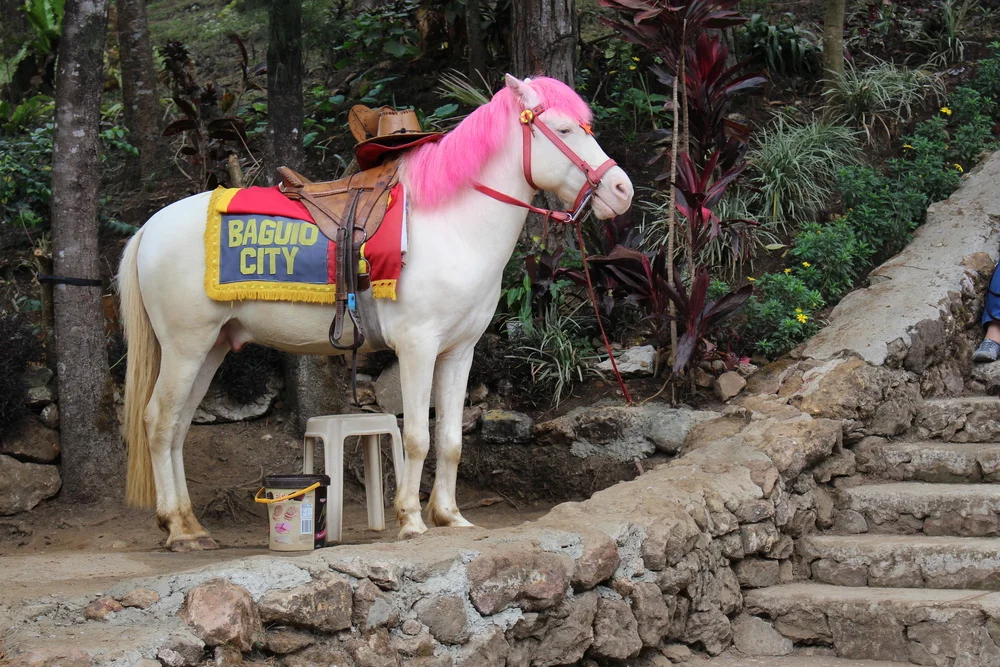 Take a Fresh Start Trip to Baguio