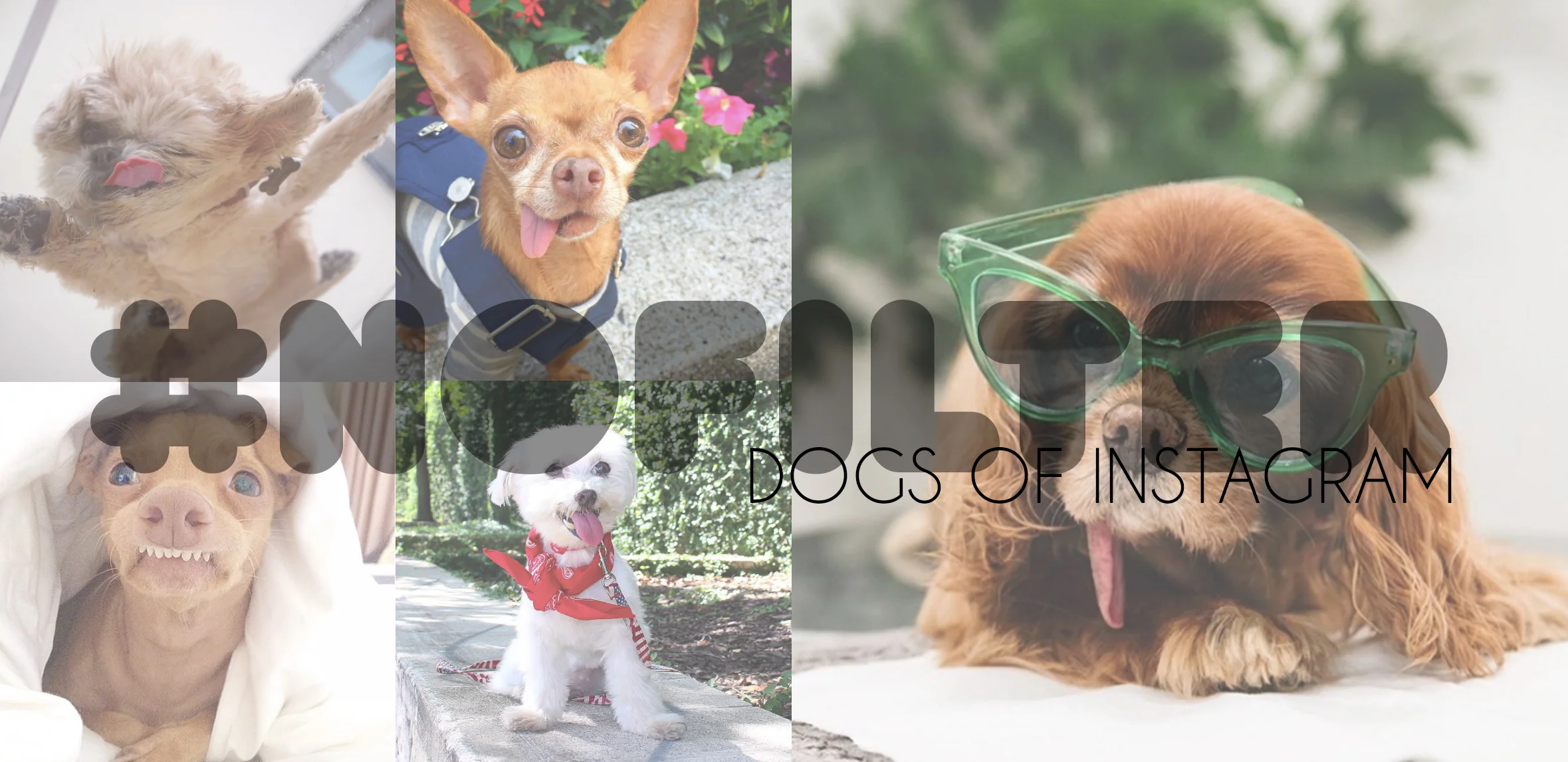 Our Favorite Instagram Doggos and Puppers 