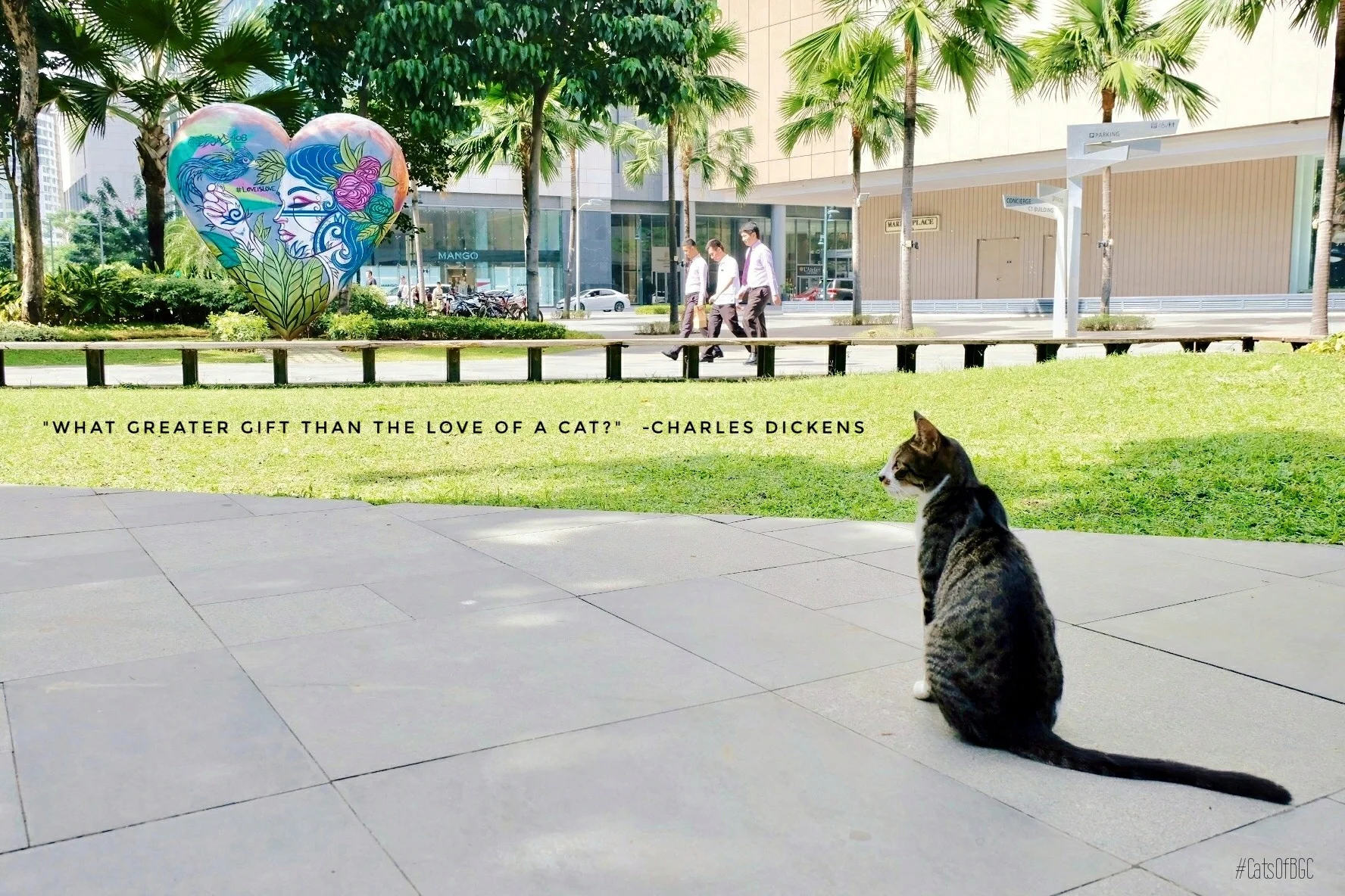 What Happened to the Cats of BGC??!!
