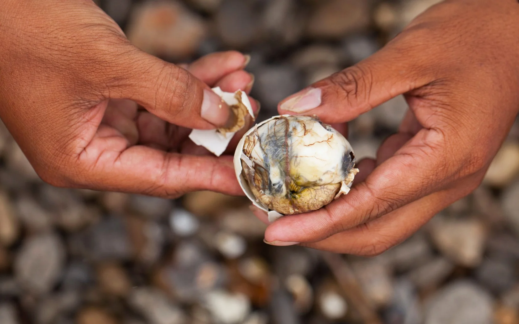 10 Weirdest Animal-Based Food You Can Possibly Eat When You Travel