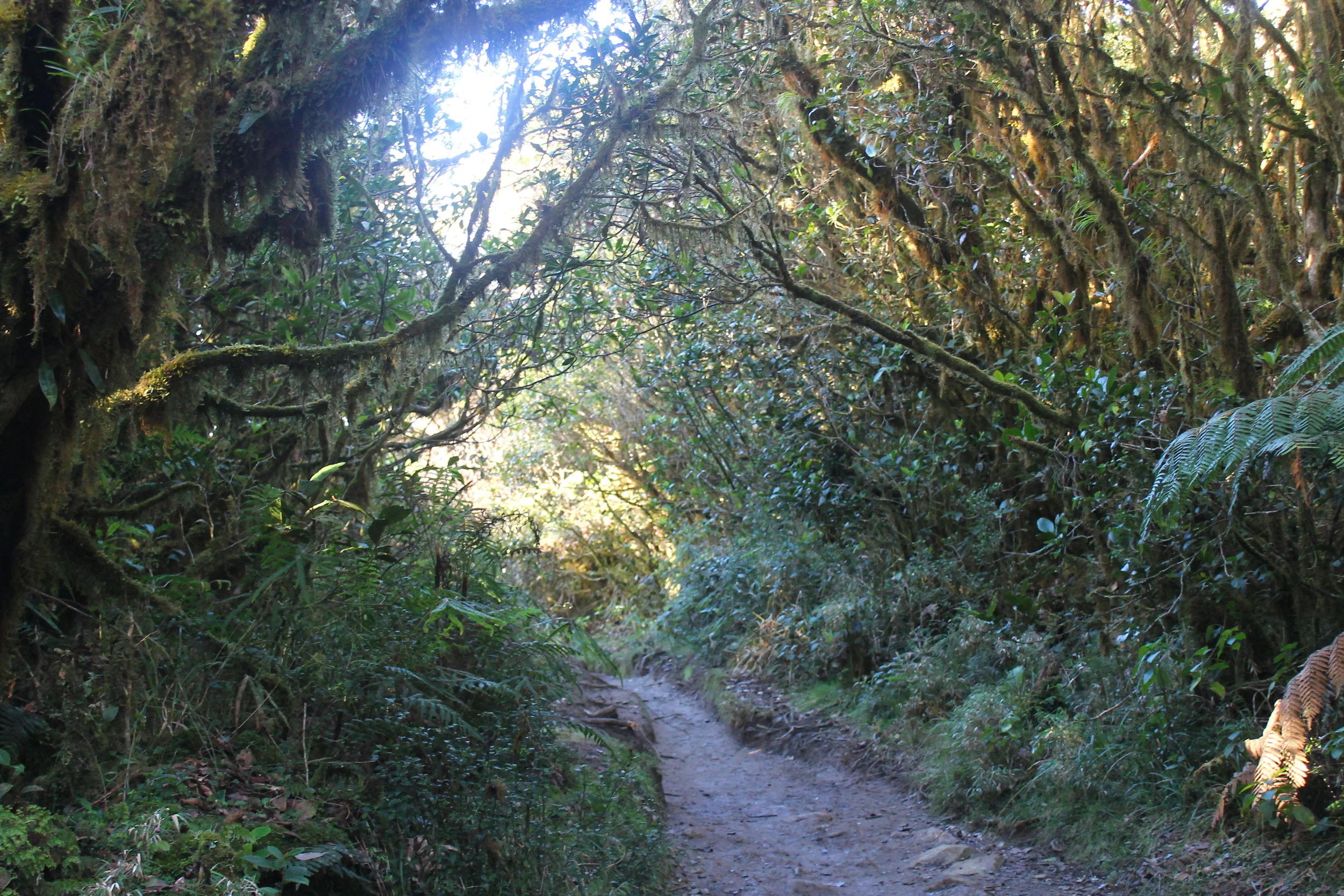 pulag3-upsizeph.jpg