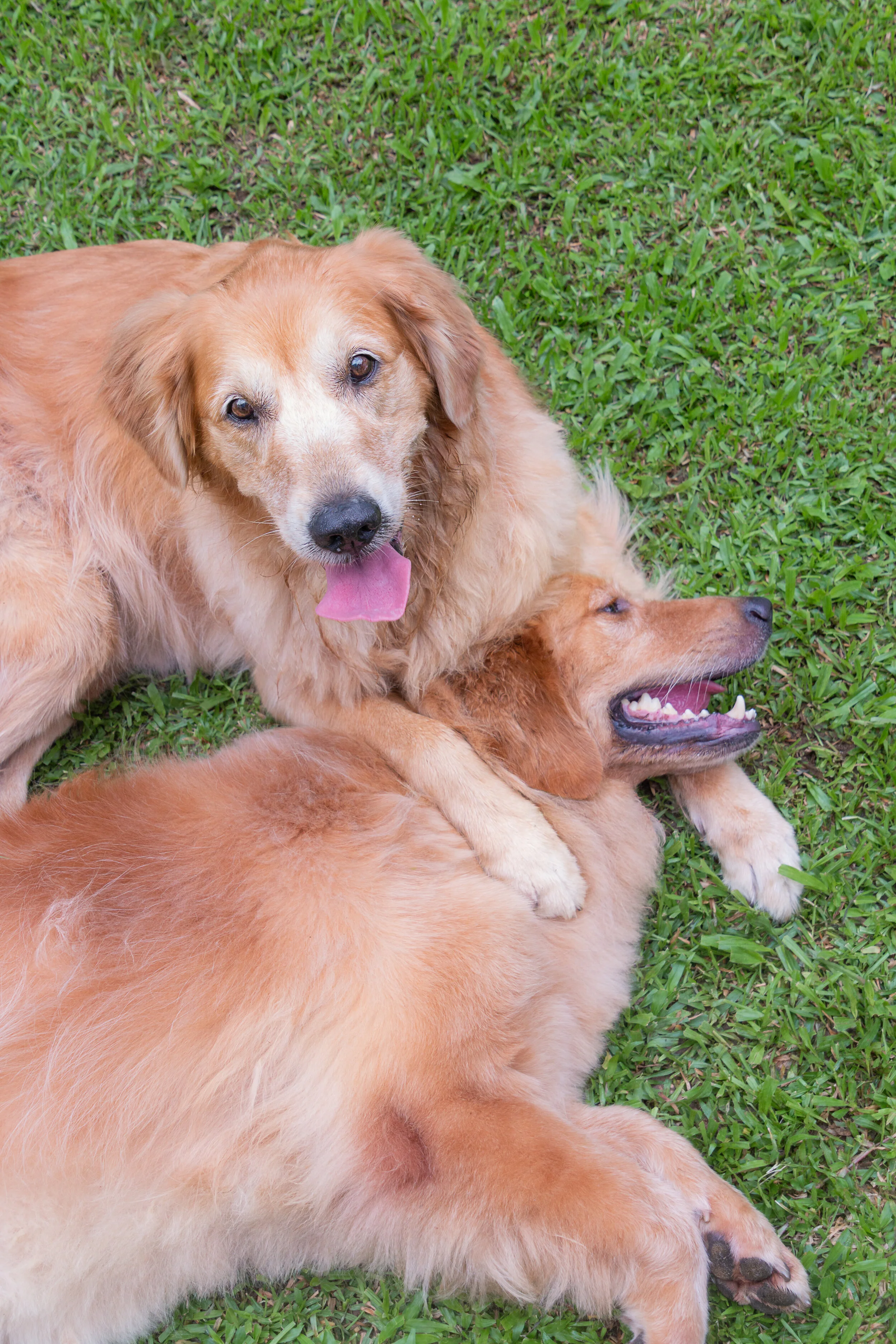 How to entertain your dogs (and yourself) in quarantine