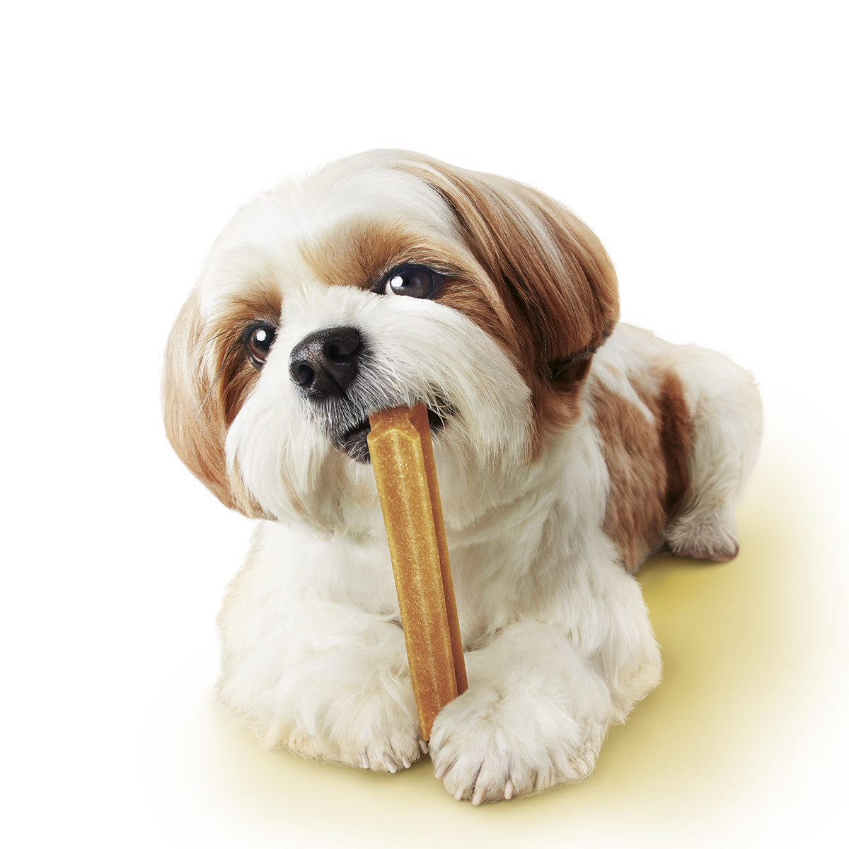 Here's Why Your Dog Needs An Oral Care Routine