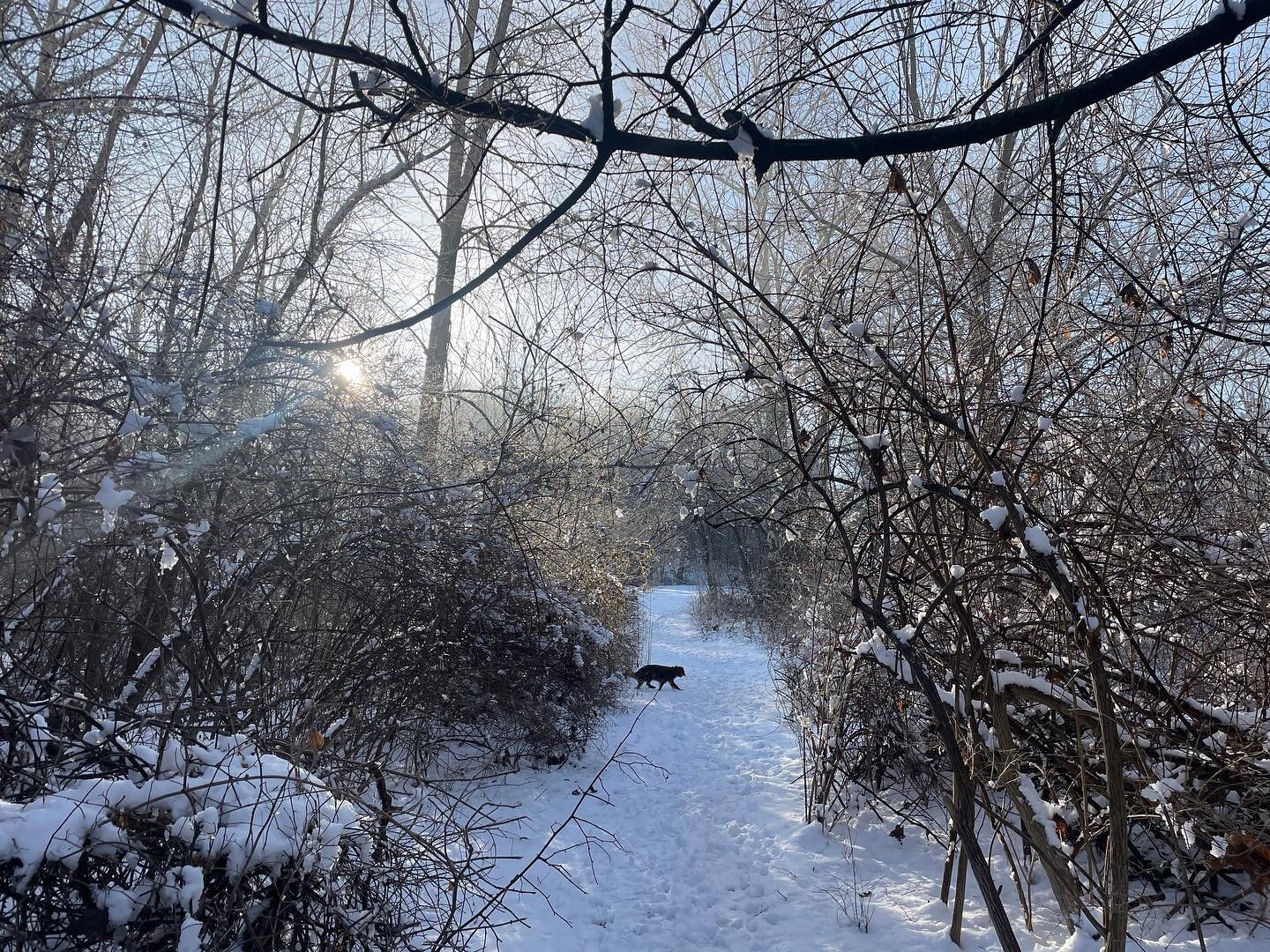 Foggy icy morning walk with #chutneythepuppy