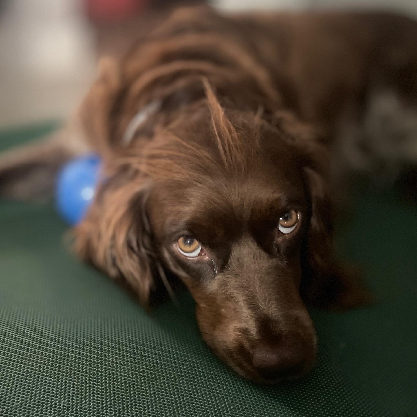 Chutney waiting for breakfast this morning. #saintusugespaniel