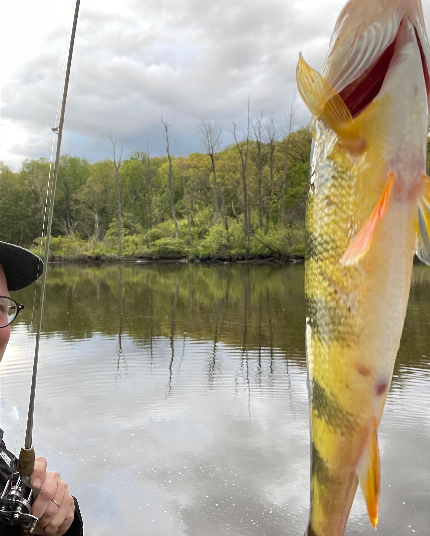 Catching a yellow perch on the Wappinger Creek with some vintage fishing gear I bought in April. 
Pic2: the reel at the @earlyowego antique market, a Pflueger 1993 from the 30s or 40s. 
Pic 3 the reel on a suitable vintage True Temper steel rod. Pic4