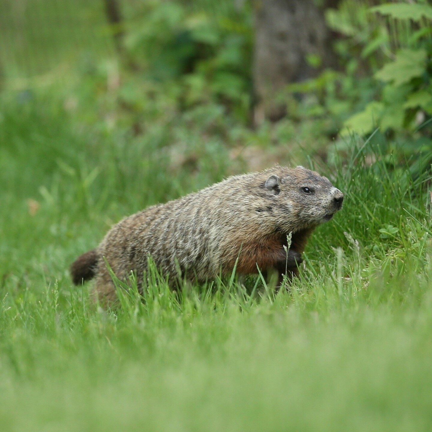 We had a visitor in our yard yesterday. It was eating some weeds, which we've got plenty of! #whistlepig #groundhog