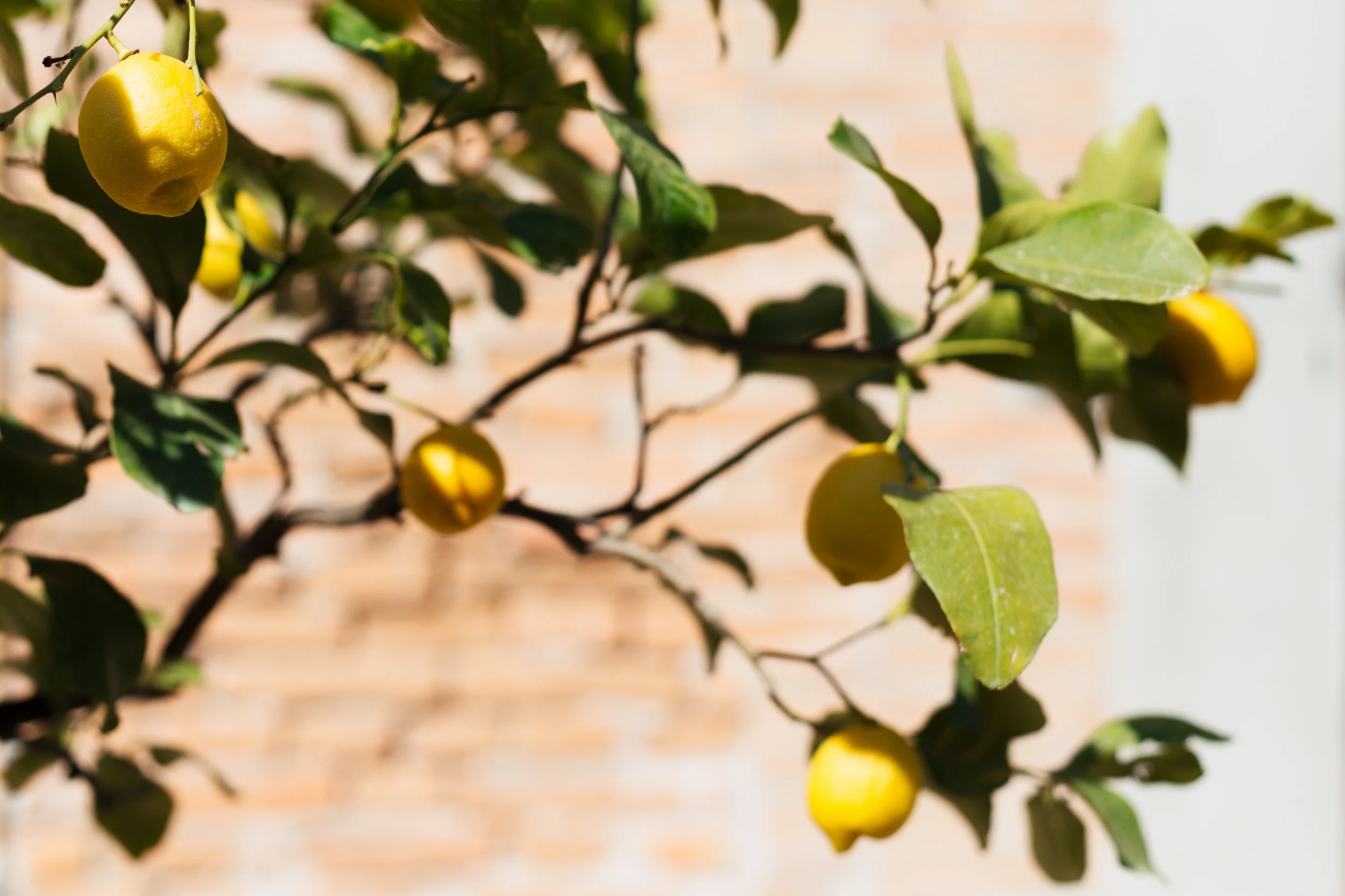 jessicajungbauer_lemon.jpg