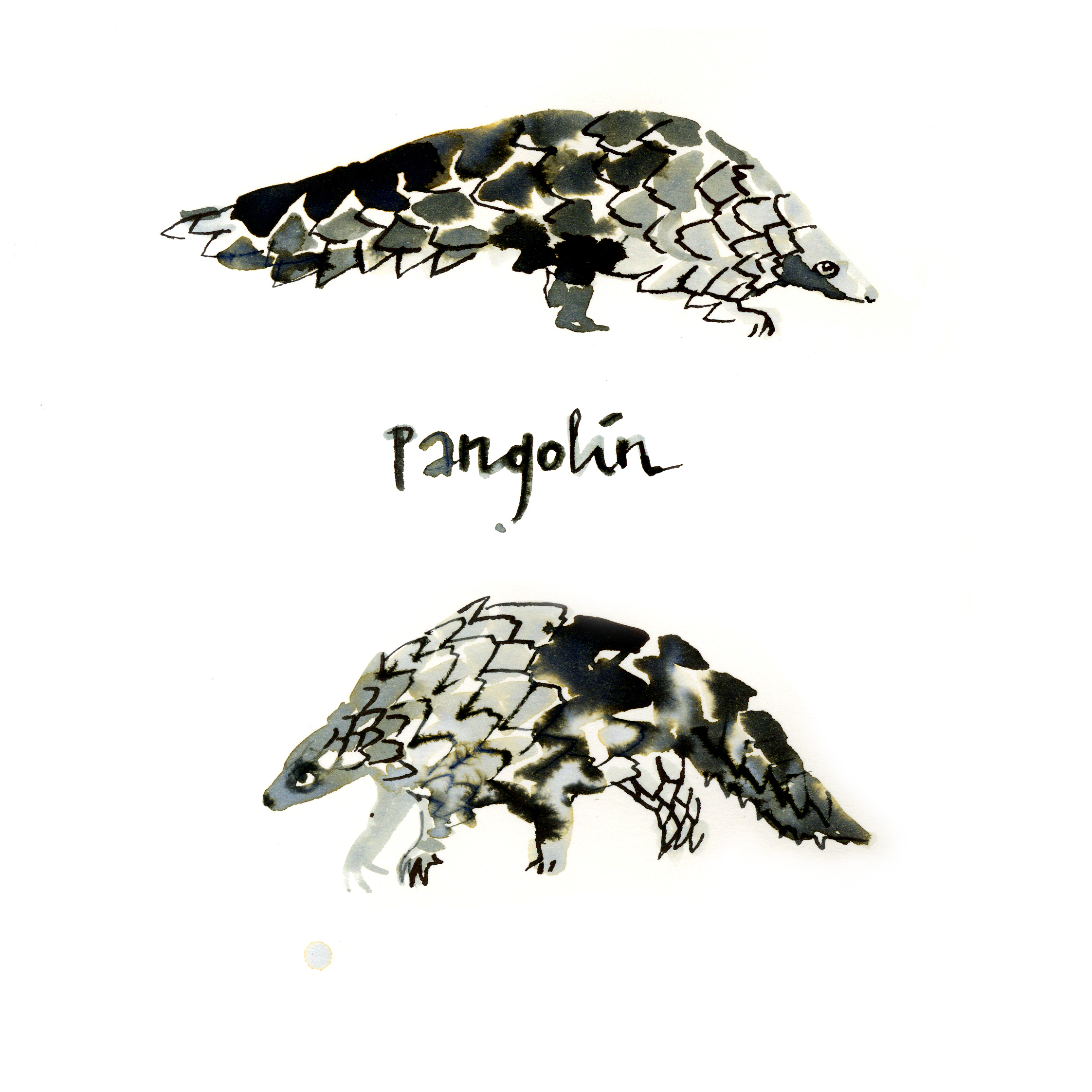 pangolinpangolinMariaPascualdelaTorre2.jpg