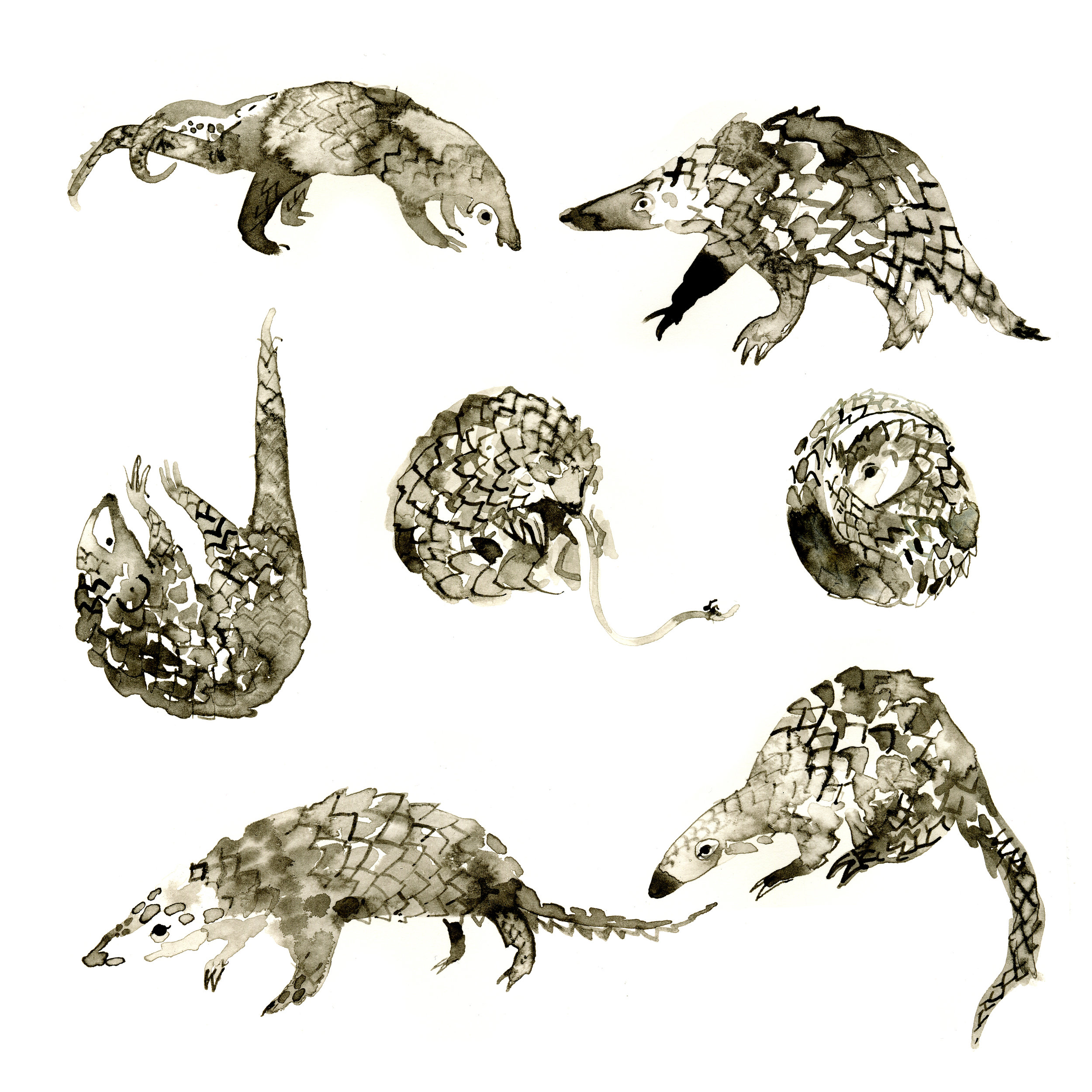 PangolinpangolinMariaPascualdelaTorre3.jpg