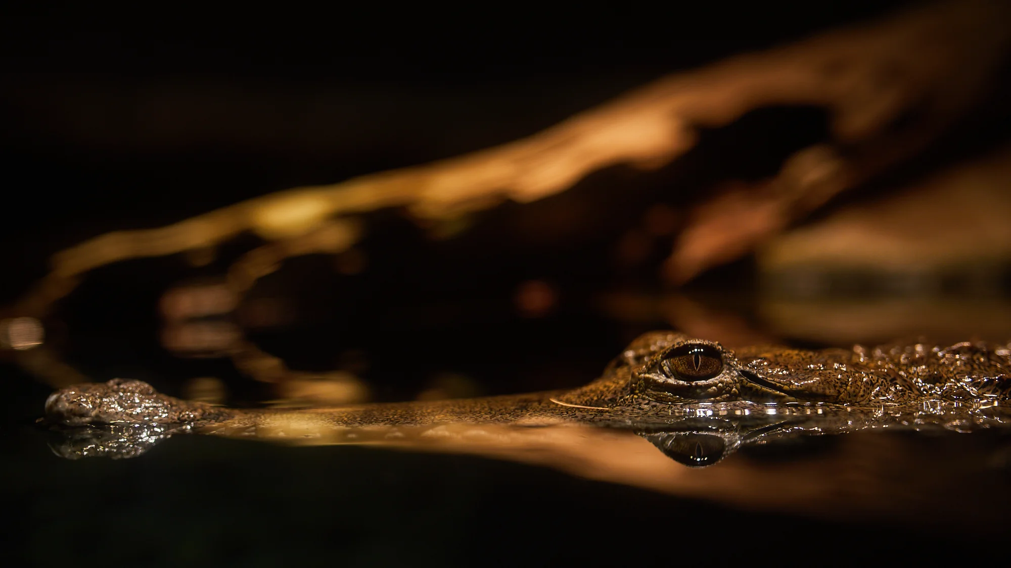 Freshwater Crocodile