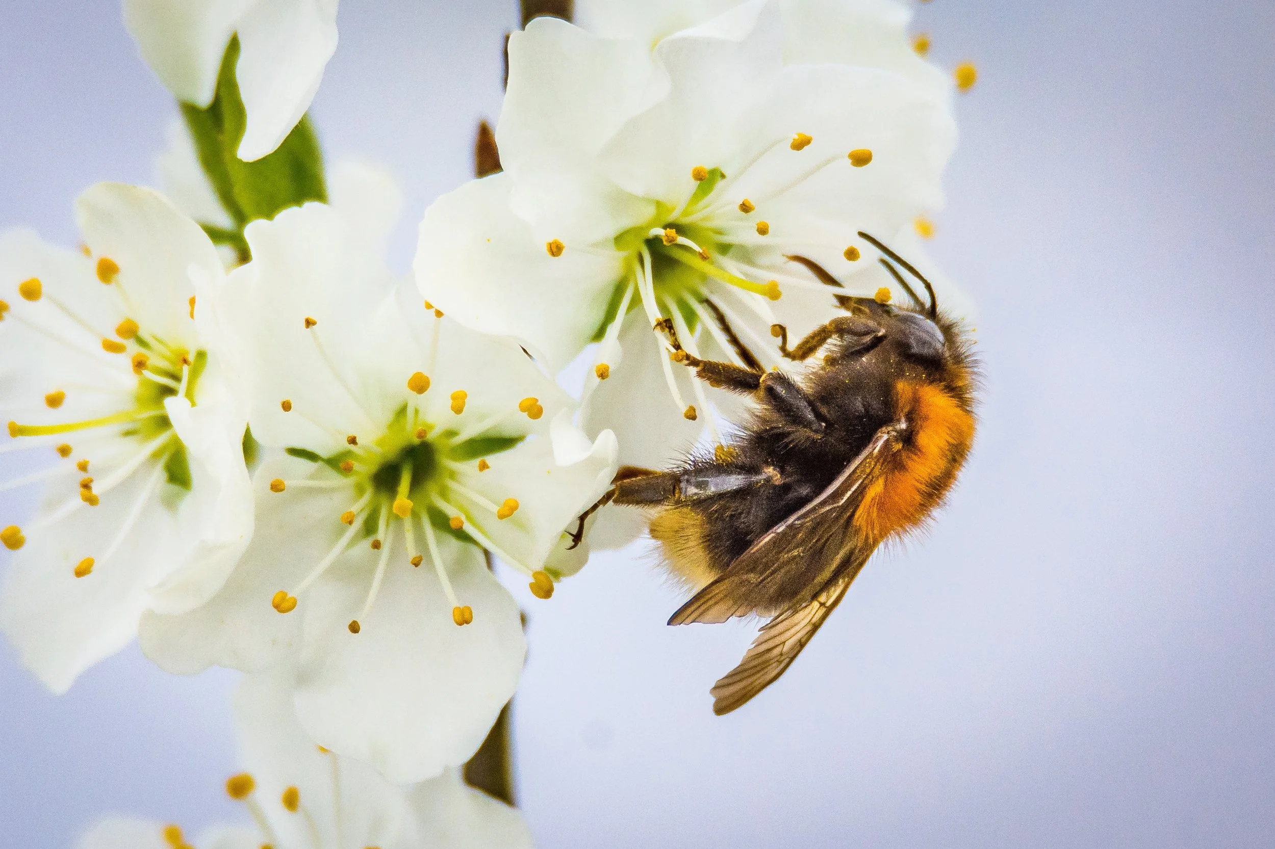 animal-bee-bloom-416311.jpg