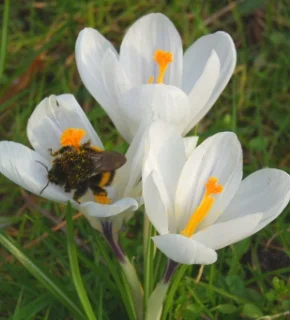 Hommel-crocus-290x320p.jpg