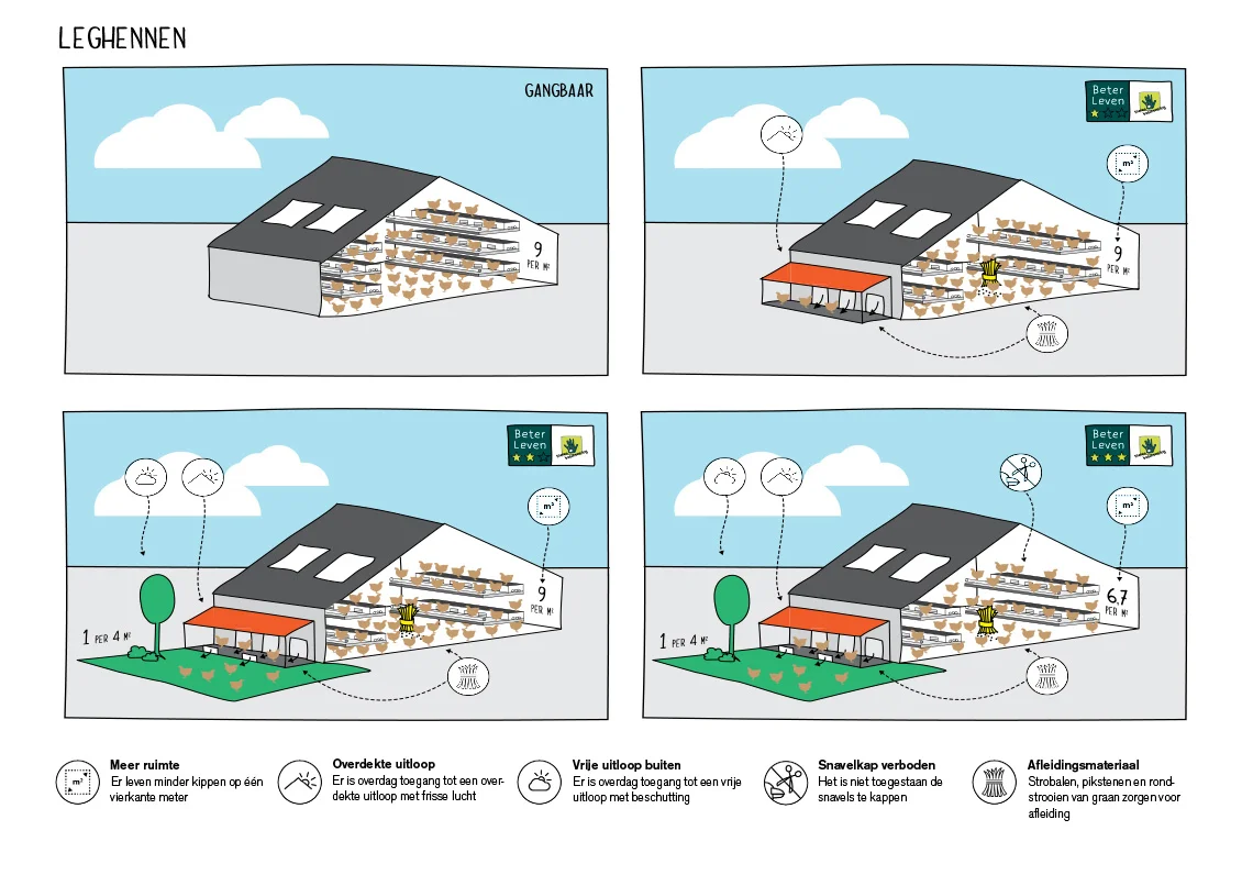 infographic-leghennen.jpg