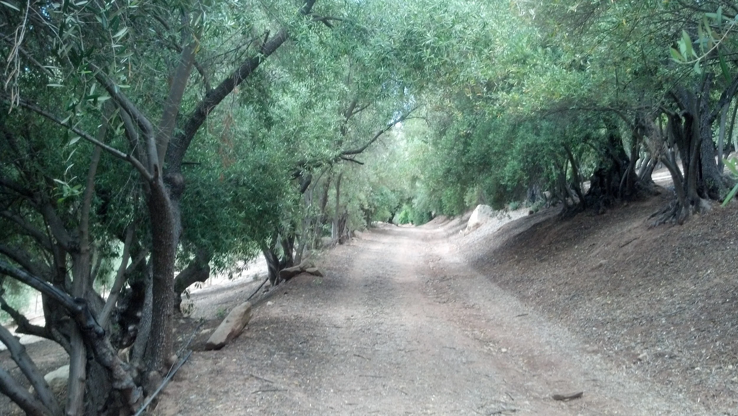 Ojai Olive Trees.jpg