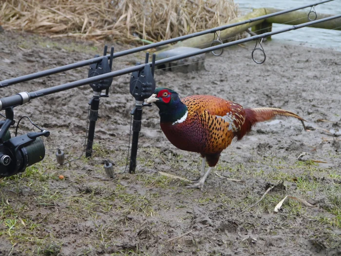 Everything is on the lookout for a free meal in the colder months.