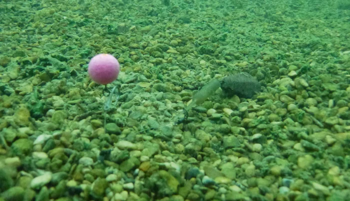 Pink-baits...-stand-out-like-a-sore-thumb.jpg