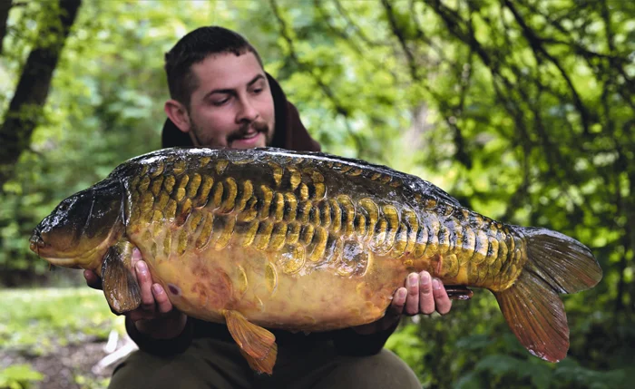 A beautiful scaled mirror of over 29lb. 