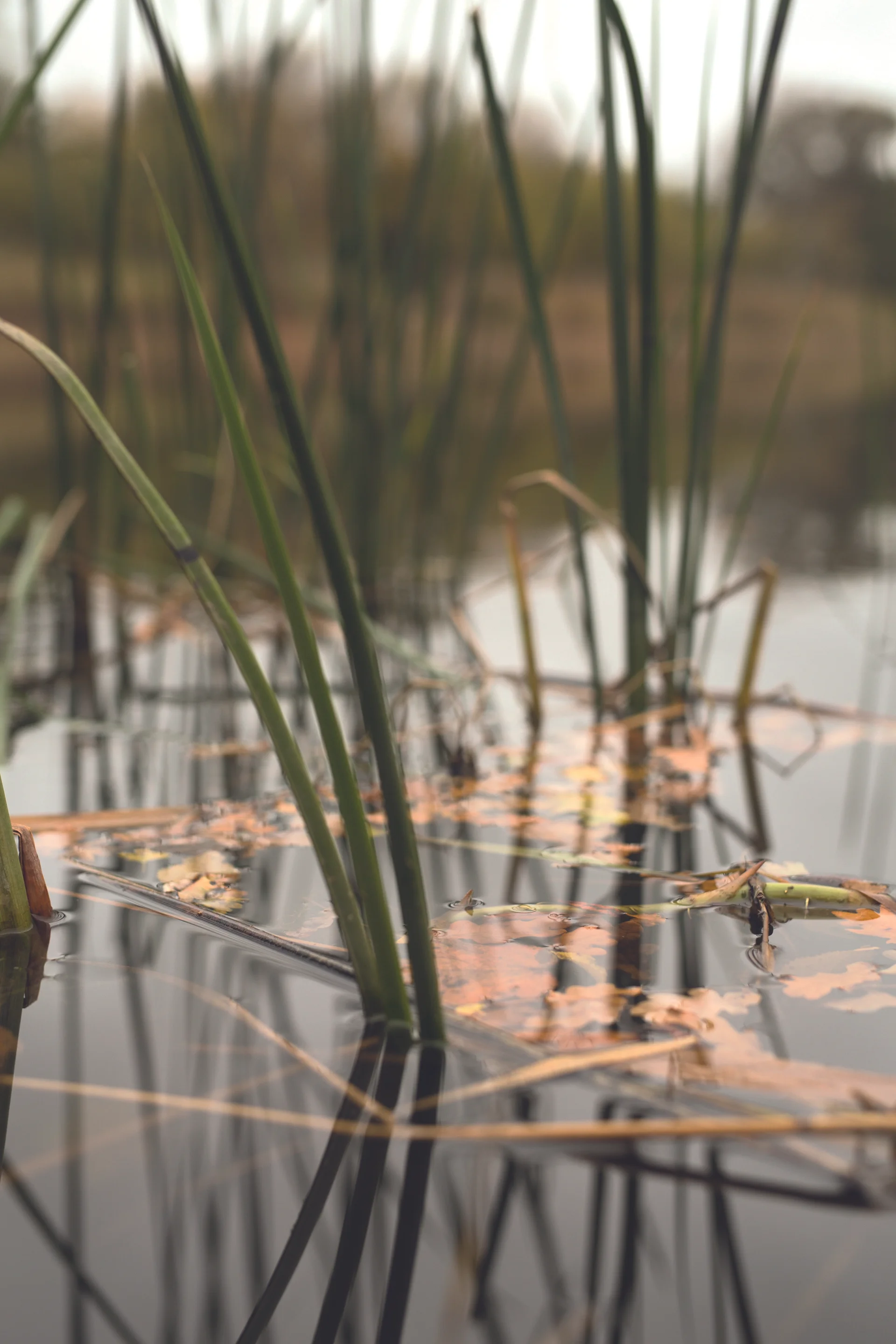The lake is reed lined and the fish can often be found in and around them.