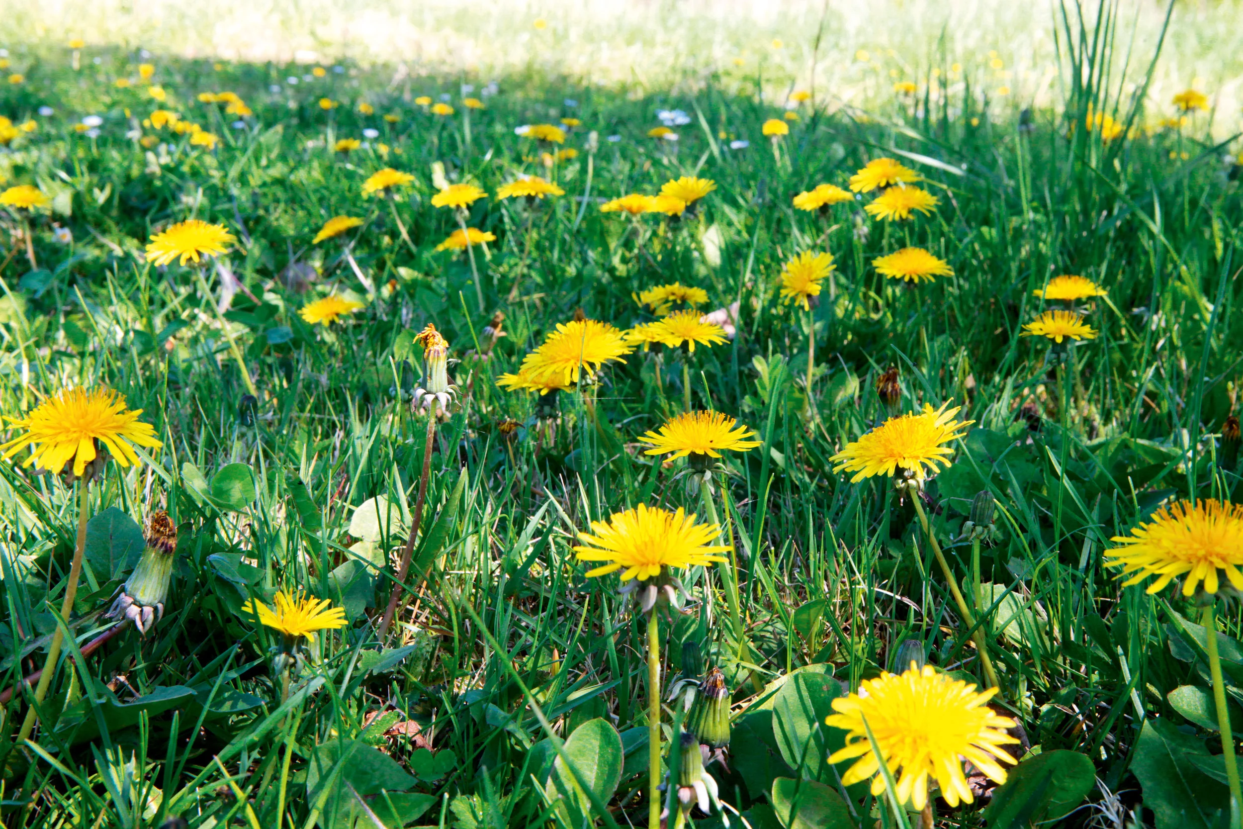 When the sun and the flowers come out, you just know the fish will be heading for the shallows!