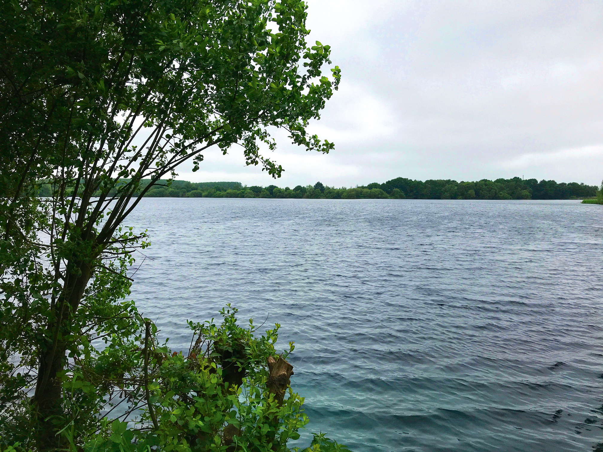 Image-4---I-could-see-more-water-after-giving-the-tree-a-quick-trim.png