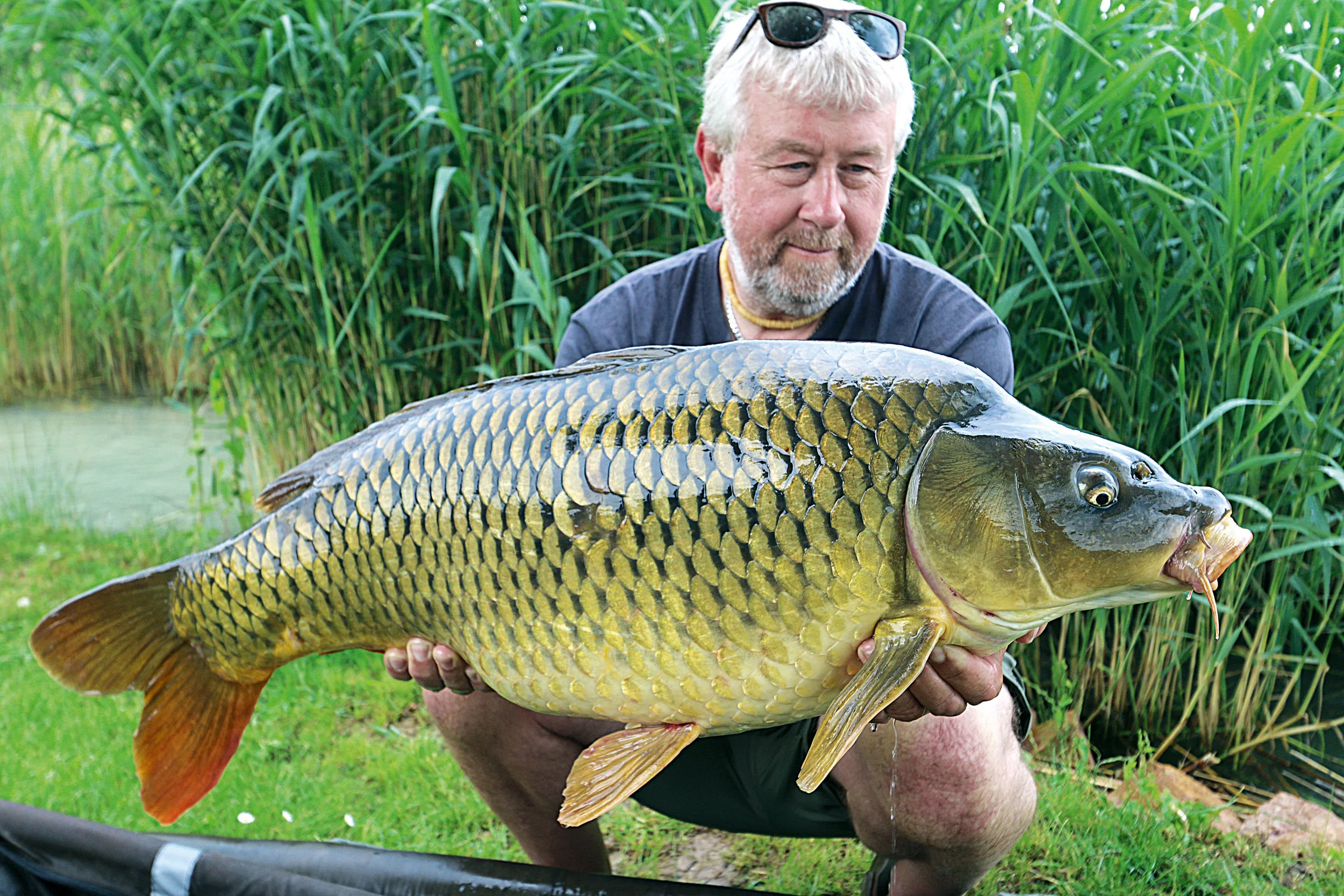 12-A-cracking-common-in-amongst-a-run-of-good-fish.jpg
