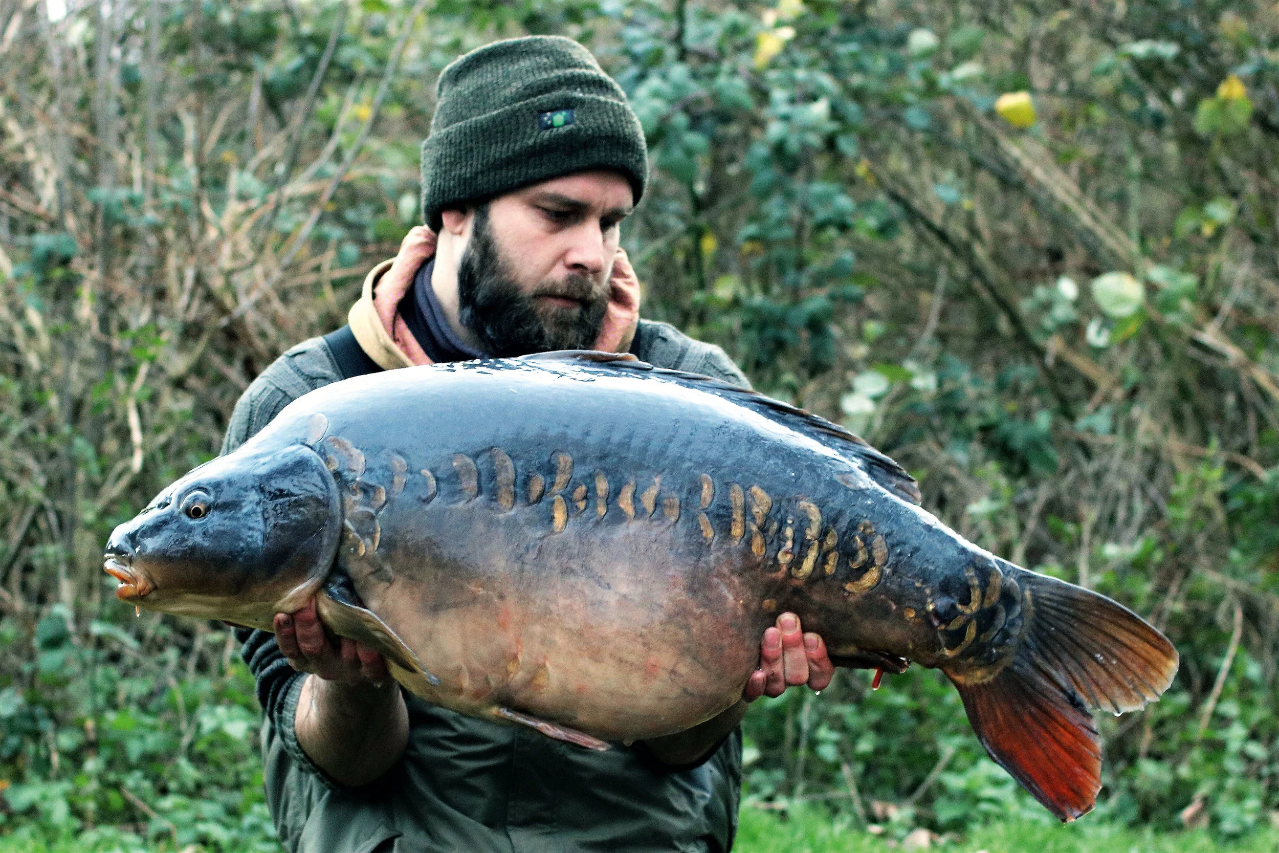 A stunning 36-pounder that again fell to the heavy baiting
